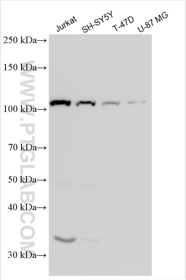 PCDHGB7 Antibody in Western Blot (WB)