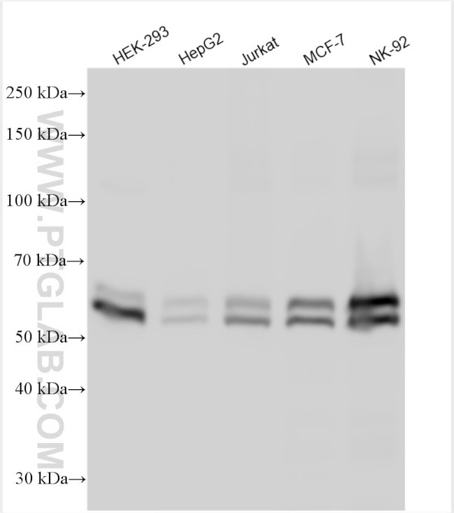 KEAP1 Antibody in Western Blot (WB)