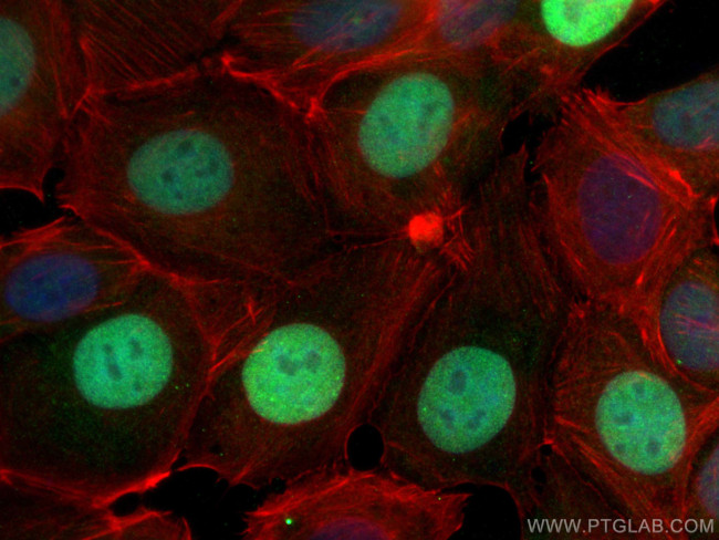 RACGAP1 Antibody in Immunocytochemistry (ICC/IF)