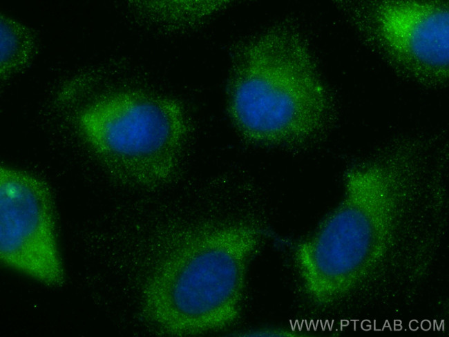 COL12A1 Antibody in Immunocytochemistry (ICC/IF)