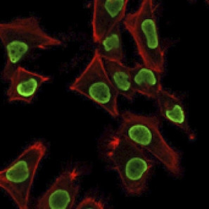 Histone H1 Antibody in Immunocytochemistry (ICC/IF)
