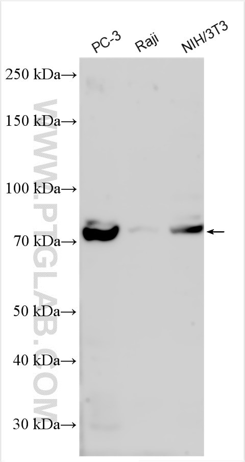 CUL2 Antibody in Western Blot (WB)