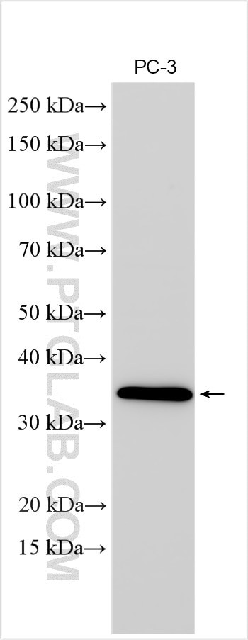 TSPAN13 Antibody in Western Blot (WB)