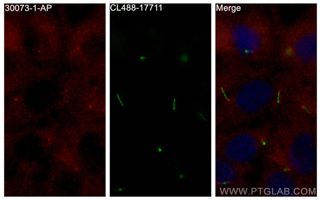 DNAH6 Antibody in Immunocytochemistry (ICC/IF)