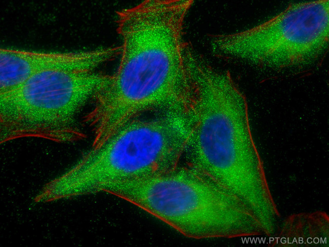 FUCA2 Antibody in Immunocytochemistry (ICC/IF)