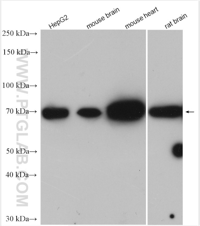 MCCC1 Antibody in Western Blot (WB)