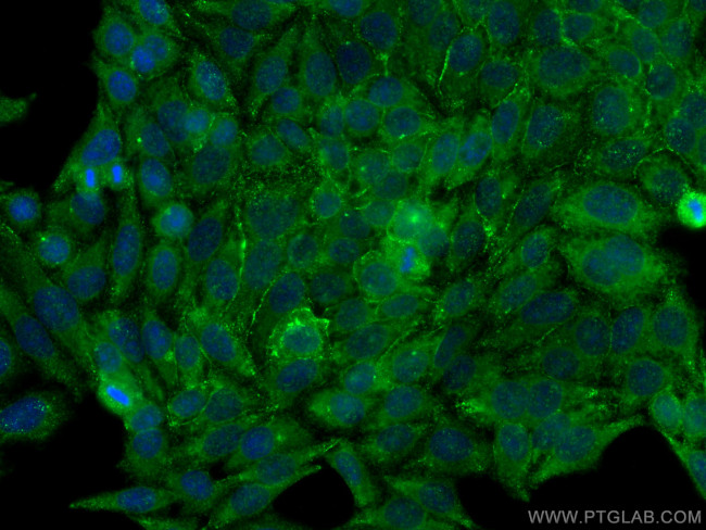 PTRF Antibody in Immunocytochemistry (ICC/IF)