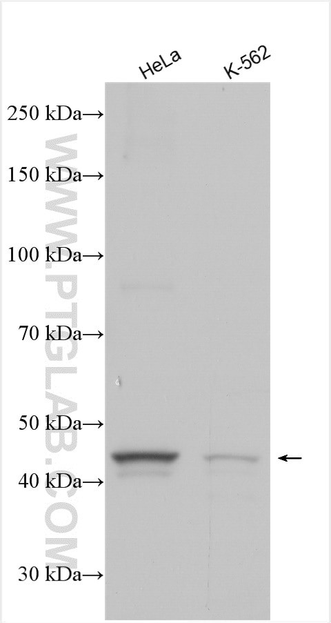 GPR151 Antibody in Western Blot (WB)
