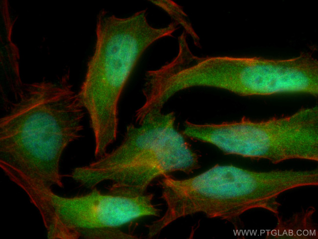 C5orf51 Antibody in Immunocytochemistry (ICC/IF)