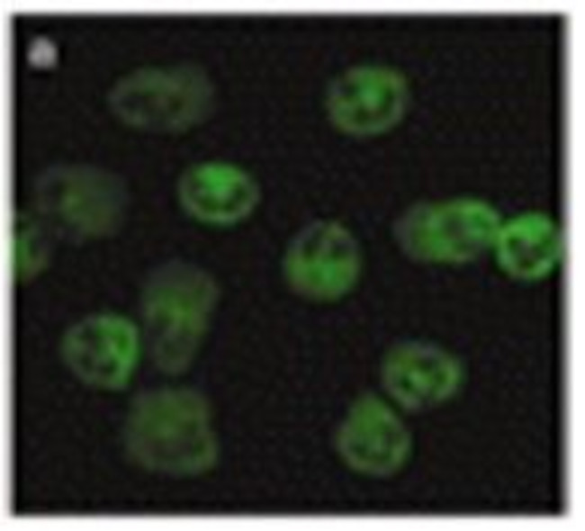 FPR1/2 Antibody in Immunocytochemistry (ICC/IF)
