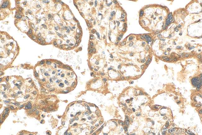 C4orf26 Antibody in Immunohistochemistry (Paraffin) (IHC (P))