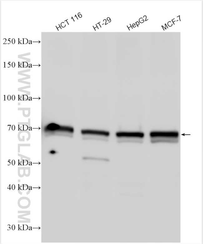 CETP Antibody in Western Blot (WB)
