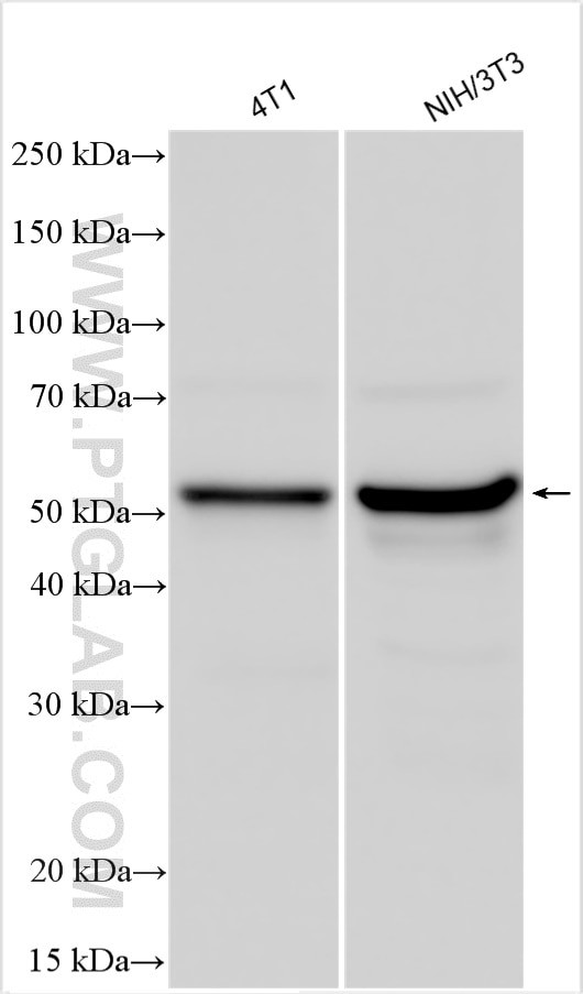 Mlkl Antibody in Western Blot (WB)
