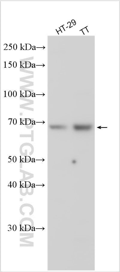 ISM1 Antibody in Western Blot (WB)