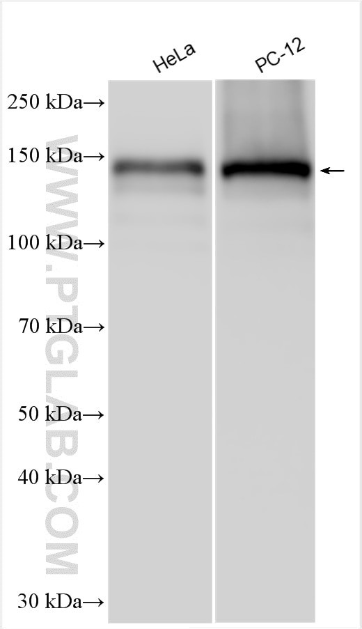 BRPF1 Antibody in Western Blot (WB)
