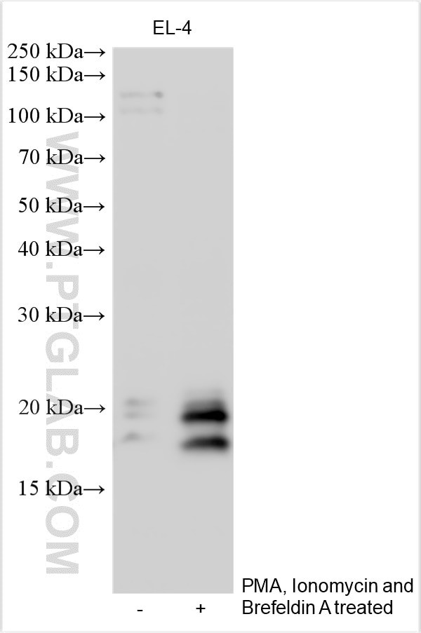IL-5 Antibody in Western Blot (WB)