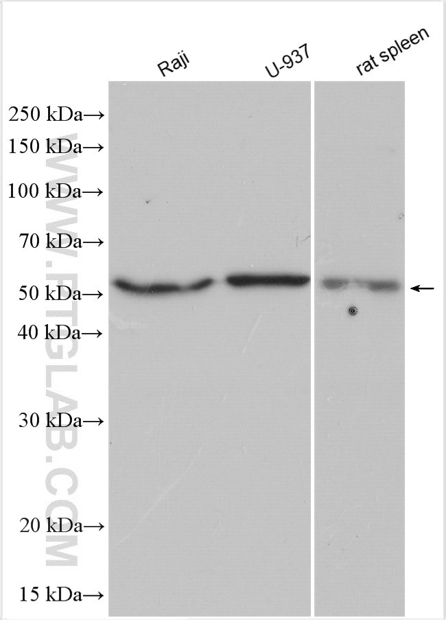 FCGR3B/CD16b Antibody in Western Blot (WB)
