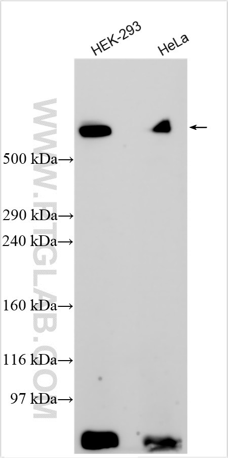 LRP1 Antibody in Western Blot (WB)