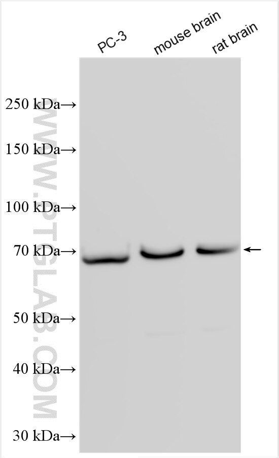 NGEF Antibody in Western Blot (WB)