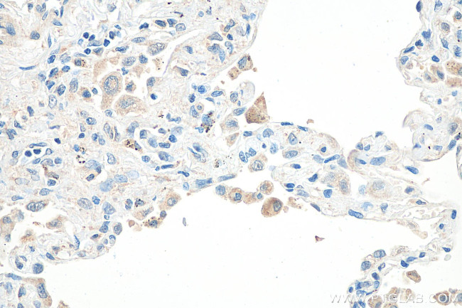 SHISA8 Antibody in Immunohistochemistry (Paraffin) (IHC (P))