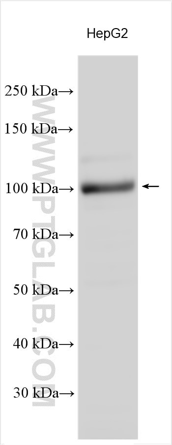 AHR Antibody in Western Blot (WB)