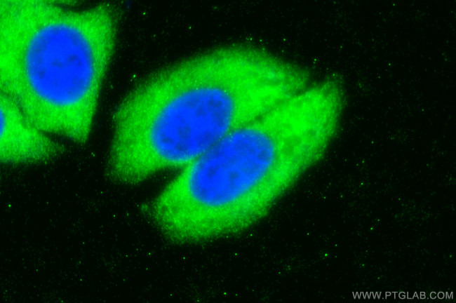 Selenoprotein P Antibody in Immunocytochemistry (ICC/IF)