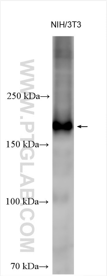 BLM Antibody in Western Blot (WB)