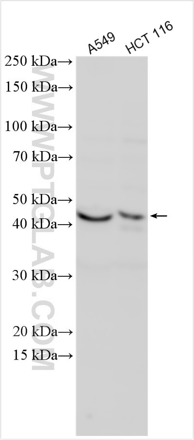 DUSP5 Antibody in Western Blot (WB)