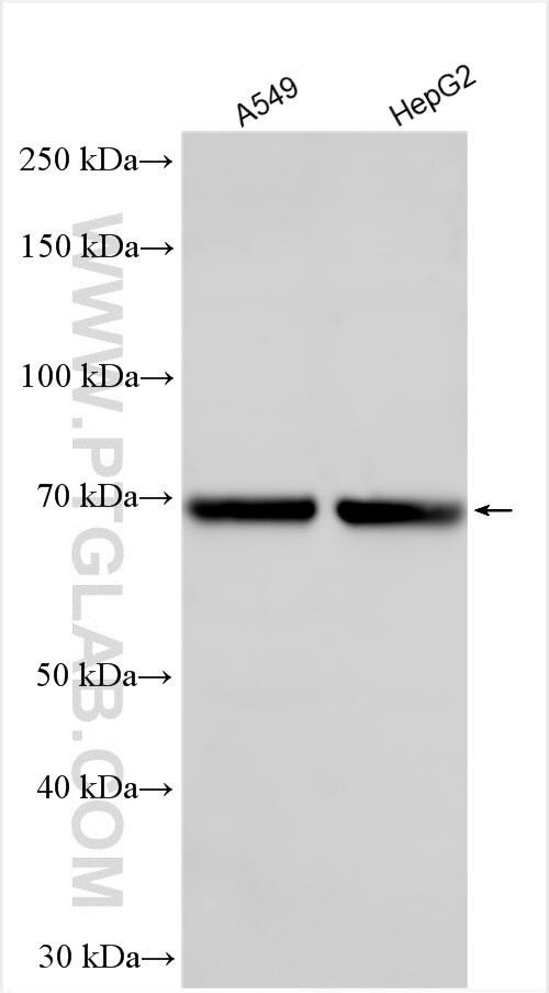 LILRA2 Antibody in Western Blot (WB)
