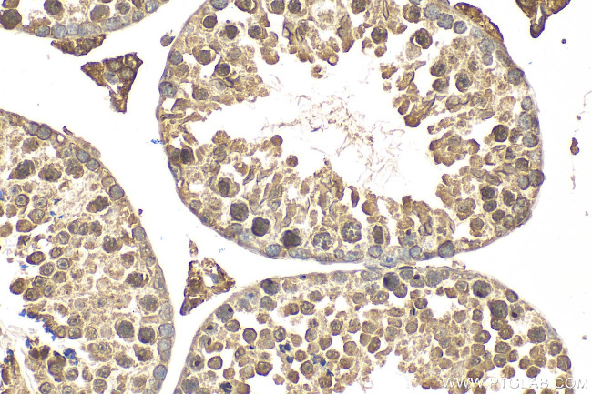 Spag8 Antibody in Immunohistochemistry (Paraffin) (IHC (P))