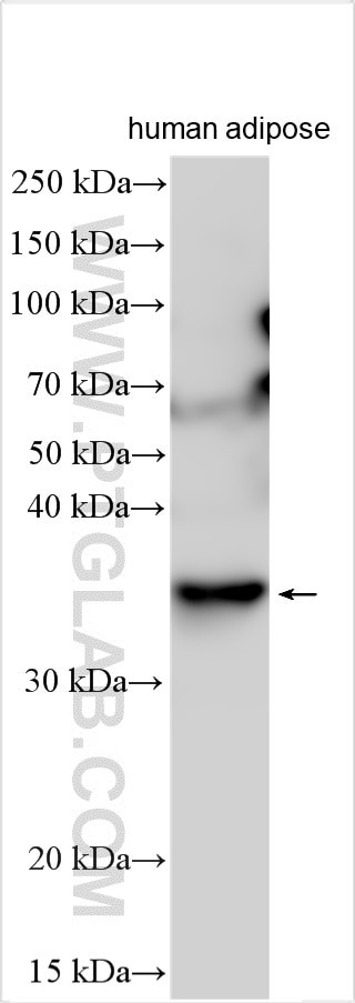 CTRP1 Antibody in Western Blot (WB)