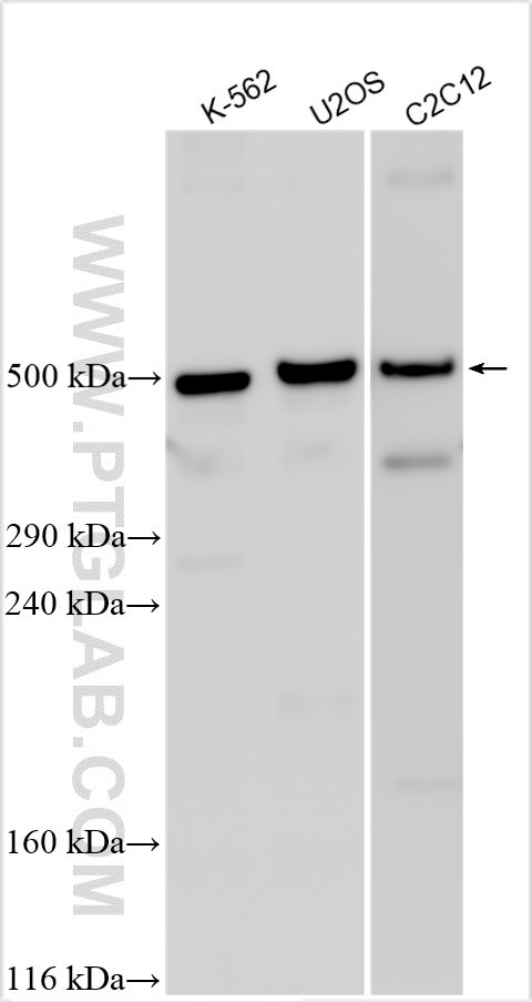 AKAP9 Antibody in Western Blot (WB)