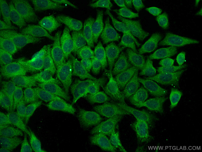 TRIM46 Antibody in Immunocytochemistry (ICC/IF)