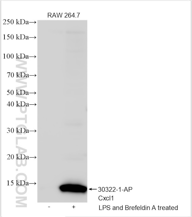 Cxcl1 Antibody in Western Blot (WB)