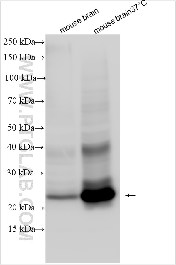 SCAMP5 Antibody in Western Blot (WB)