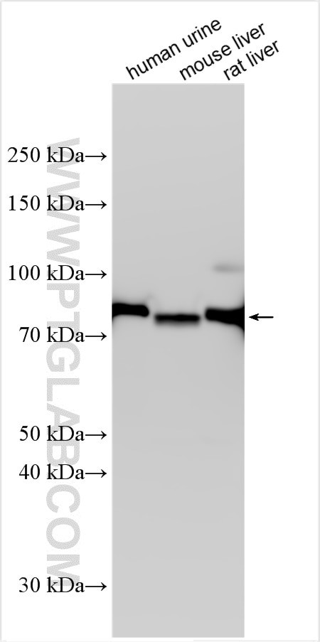Transferrin Antibody in Western Blot (WB)