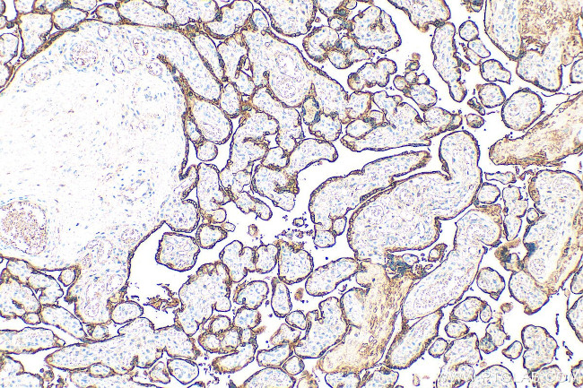 Growth Hormone Antibody in Immunohistochemistry (Paraffin) (IHC (P))