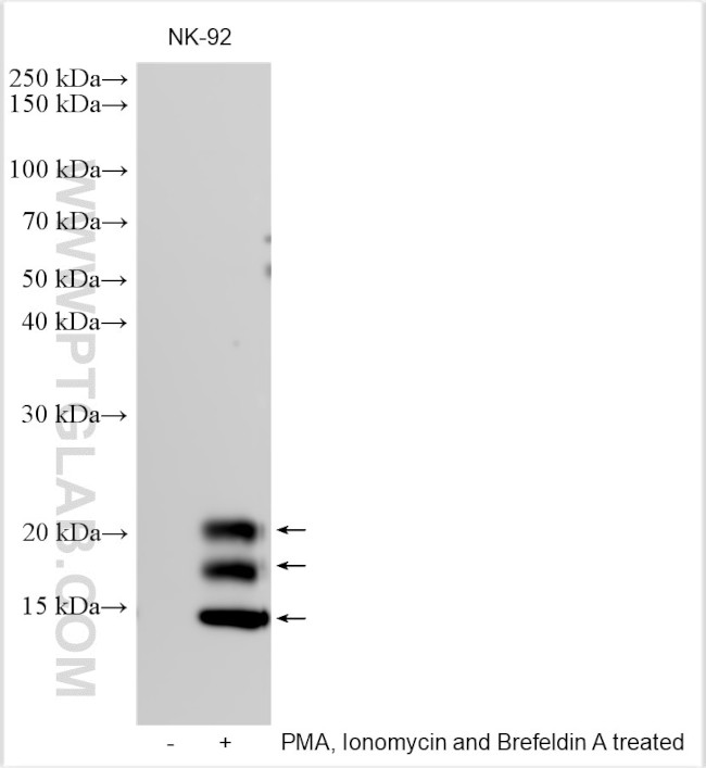 GM-CSF Antibody in Western Blot (WB)