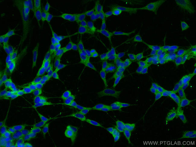 FGFR1 Antibody in Immunocytochemistry (ICC/IF)