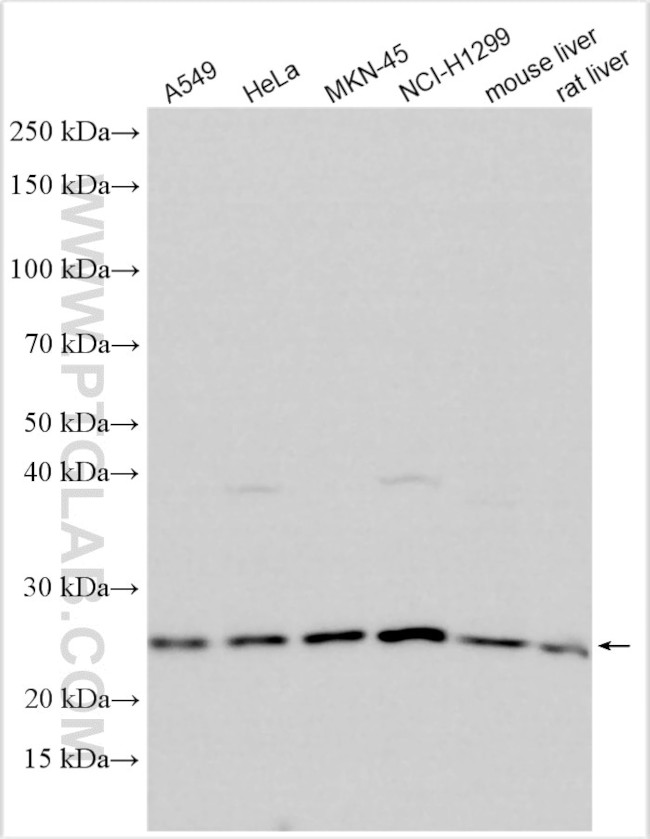 TMED5 Antibody in Western Blot (WB)