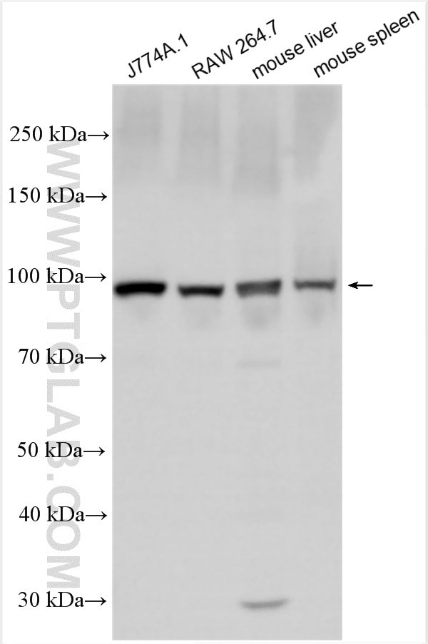 TLR4 Antibody in Western Blot (WB)
