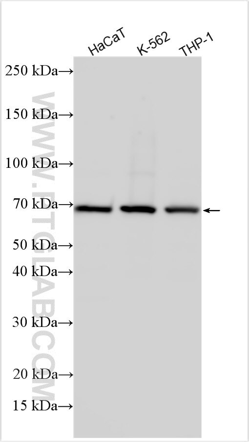 Haptoglobin Antibody in Western Blot (WB)