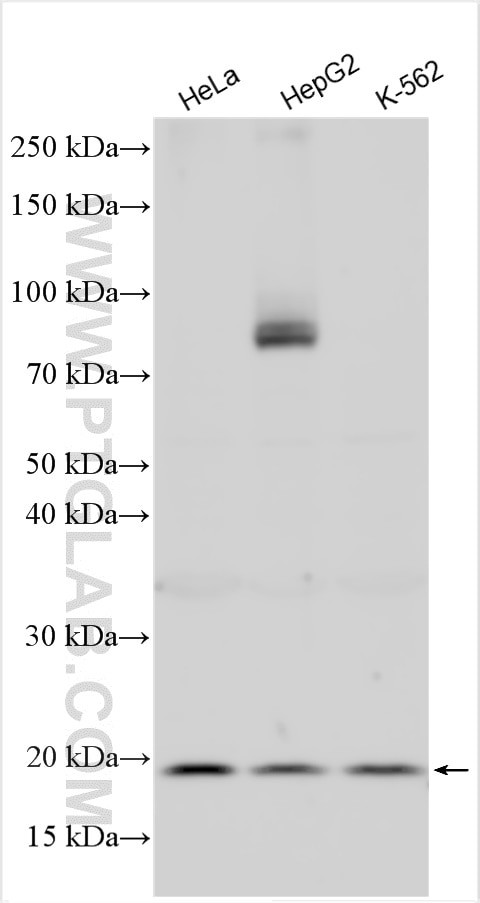 G-CSF Antibody in Western Blot (WB)