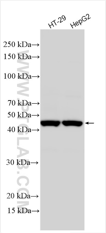 CHI3L1 Antibody in Western Blot (WB)