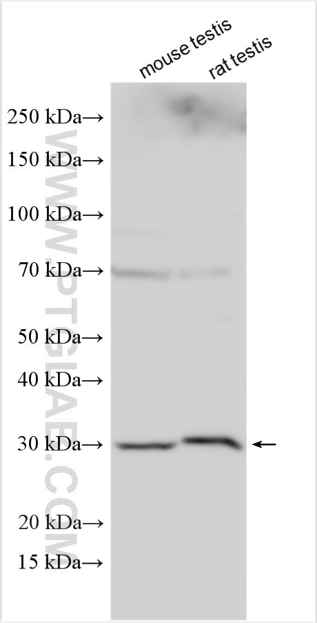 INCA1 Antibody in Western Blot (WB)