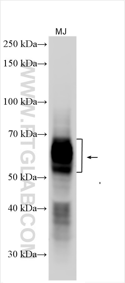 CD25/IL2RA Antibody in Western Blot (WB)