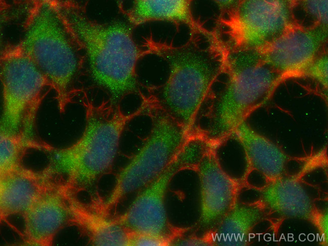 CDC20 Antibody in Immunocytochemistry (ICC/IF)