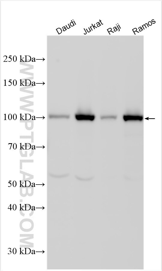 NLRC3 Antibody in Western Blot (WB)