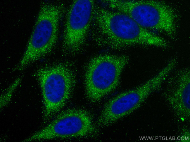 MUC20 Antibody in Immunocytochemistry (ICC/IF)