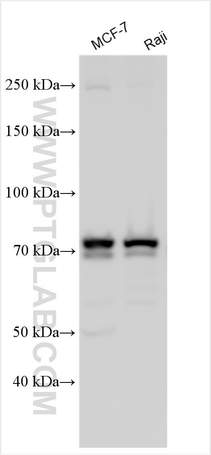 FBXO7 Antibody in Western Blot (WB)